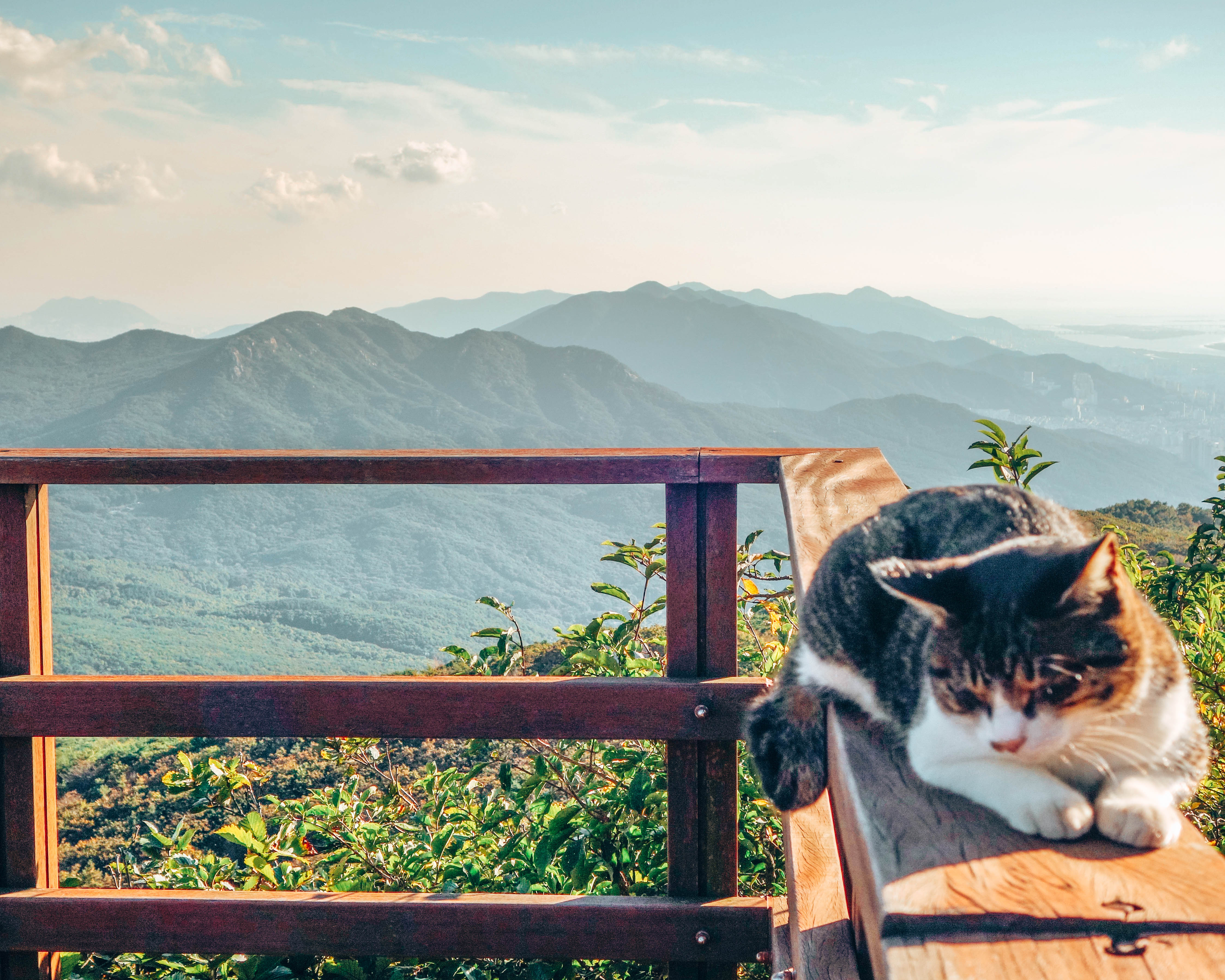 The cats of Mount Geumjeongsan, Busan, South Korea - WeDidItOurWay.com