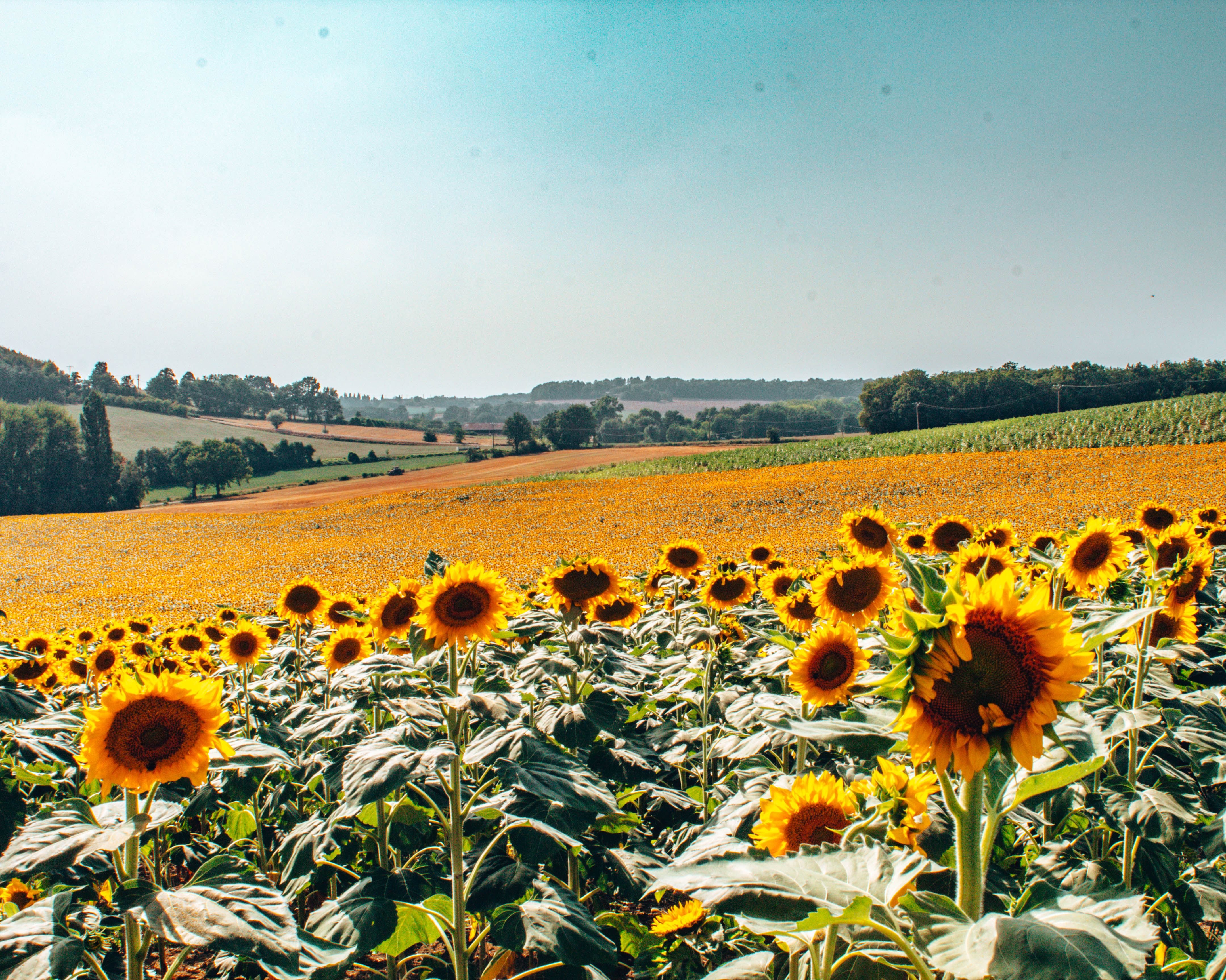 Sunflower field in Gaillac France | We did it our way