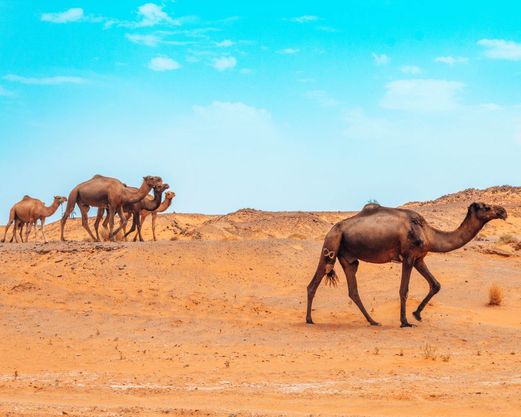 Camels in the Sahara Desert during our 2 weeks in Morocco