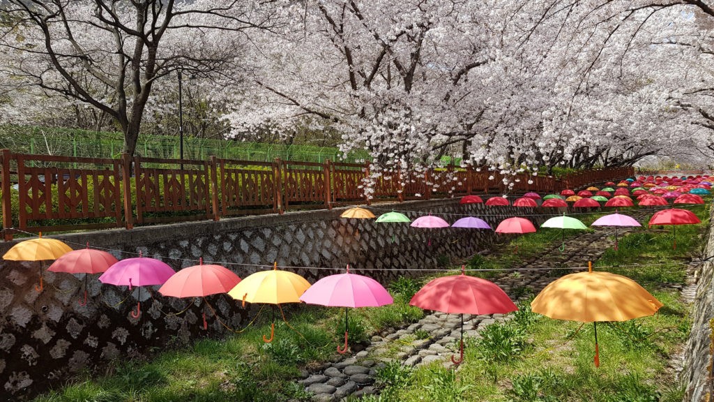 Jinhae flower blossom festival