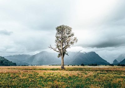 Lone tree in New Zeland