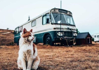 Cat and bus in New Zealand