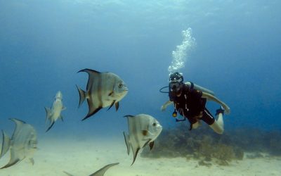 50 beautiful quotes and captions about scuba diving & the oceans