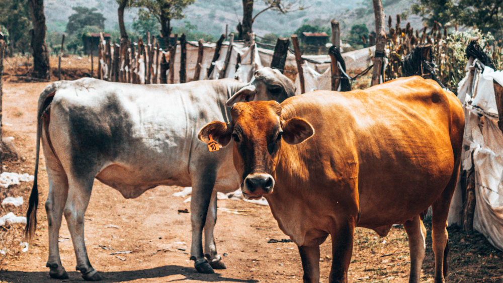 Cows in Copan Honduras