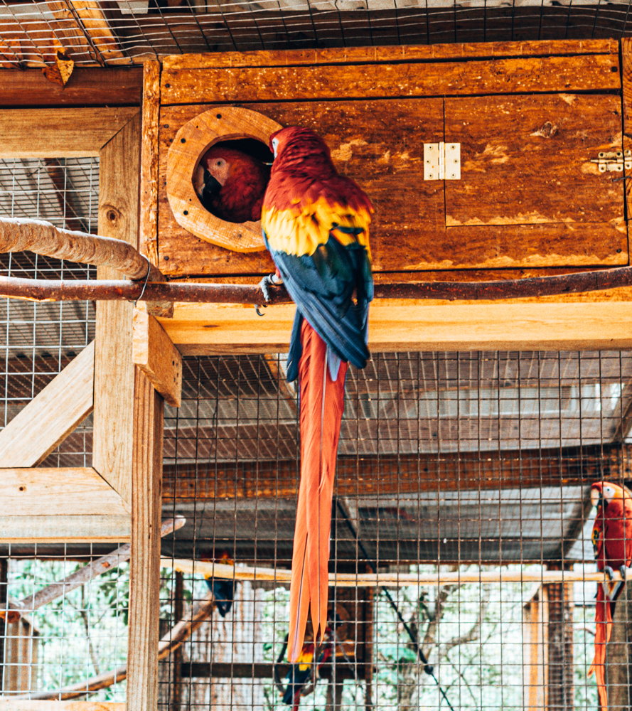 Macaw mountain bird sanctuary. Things to do in Copan
