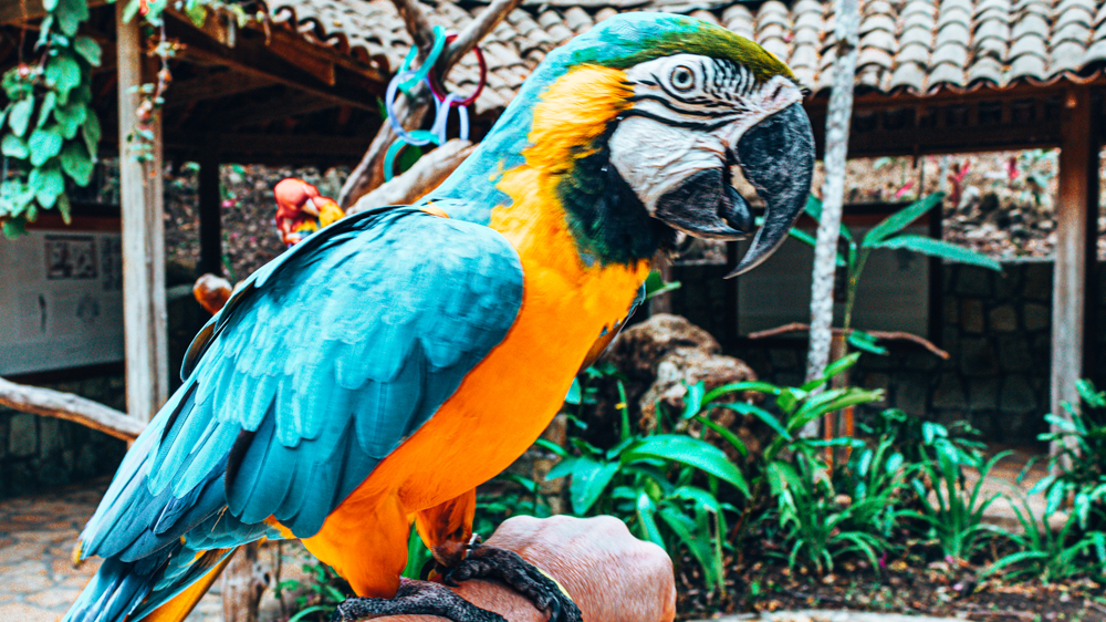 Macaw Mountain. Things to do in Honduras