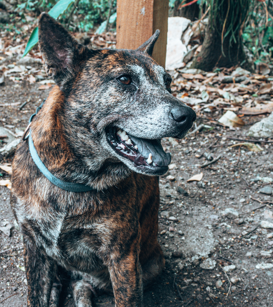 Macaw mountain bird sanctuary dog rehab