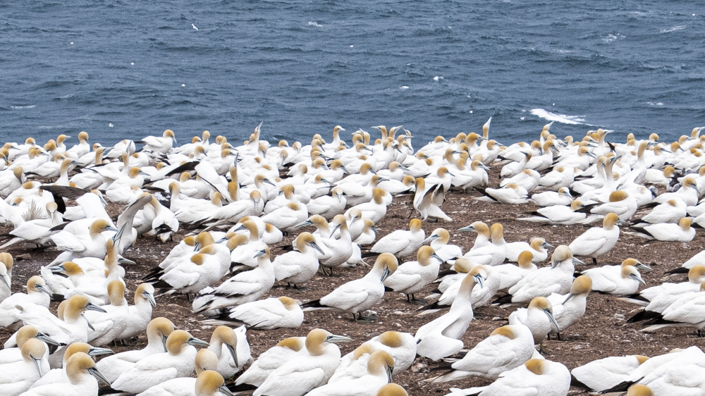 Northern Gannets on Ile Bonaventure near Percé. One of the most unique national parks in Quebec