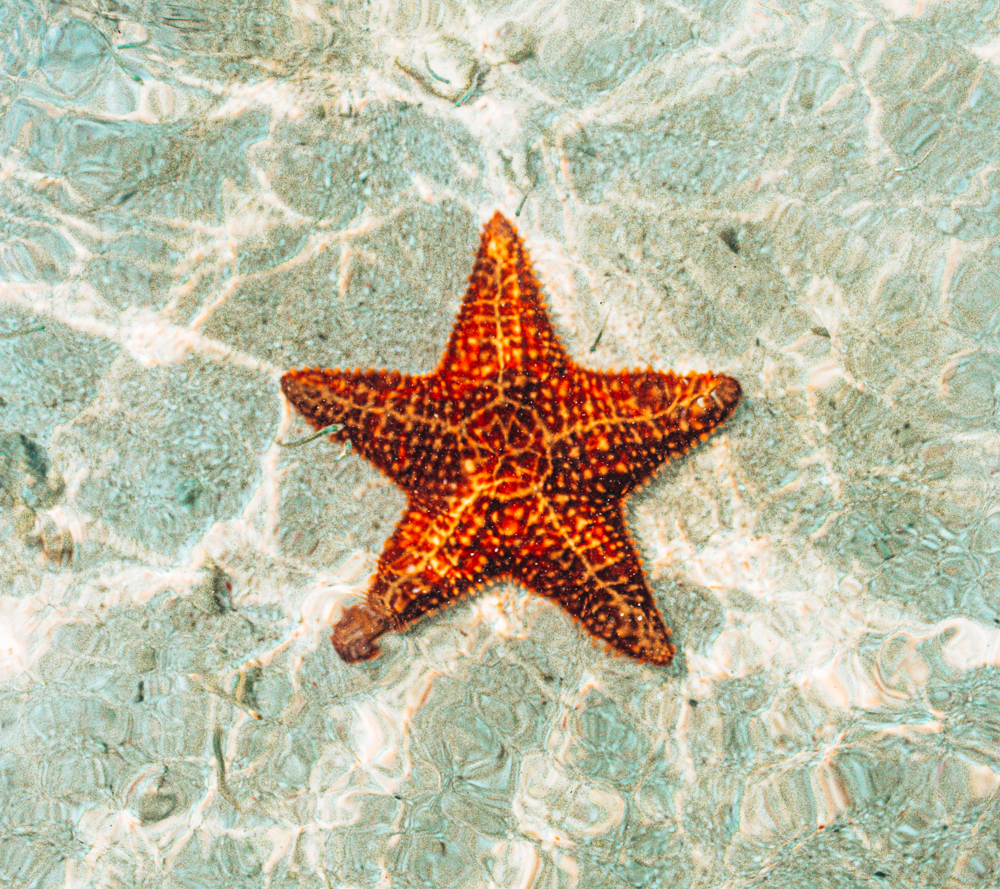Starfish at Water Cay in Utila. What to do in 2 weeks in Honduras. Honduras itinerary
