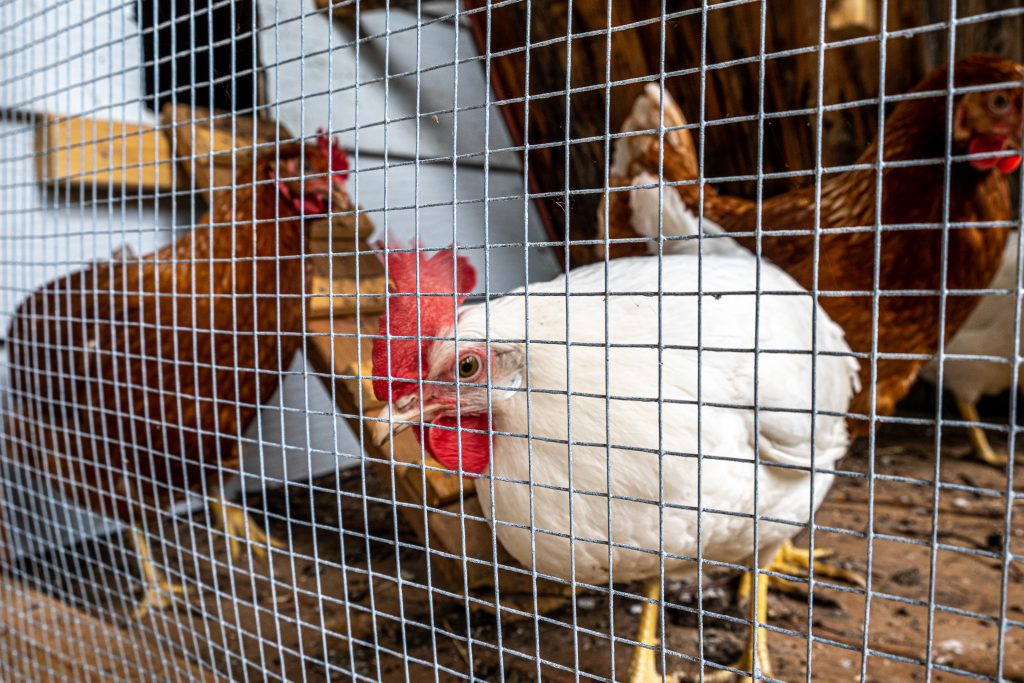 Chickens at Hoge hebergement, a cabin in Quebec