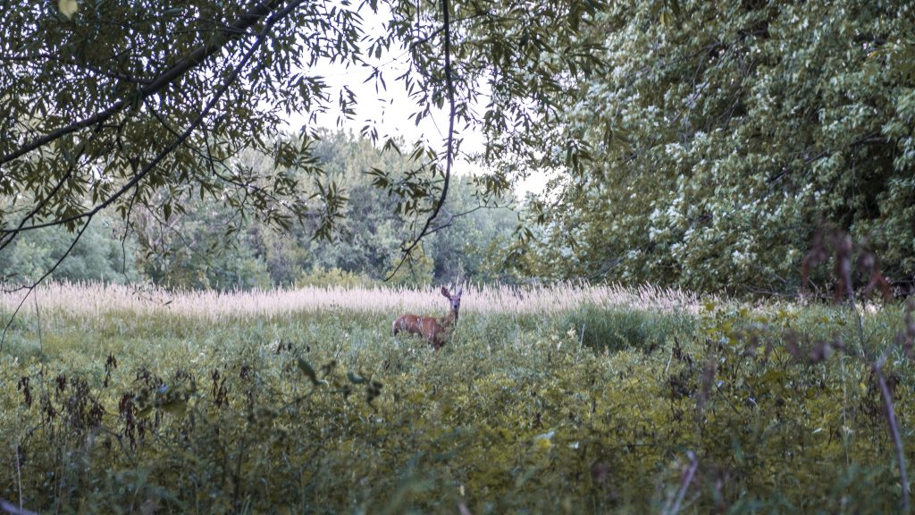 A deer at Iles de Boucherville national park, one of the best hikes less than 2 hours away from Montreal