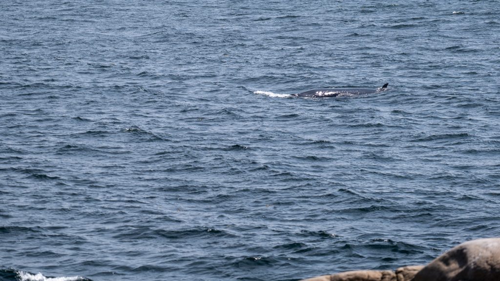 Whale watching in Cap-Du-Bon-Désir on Quebec's Côte Nord