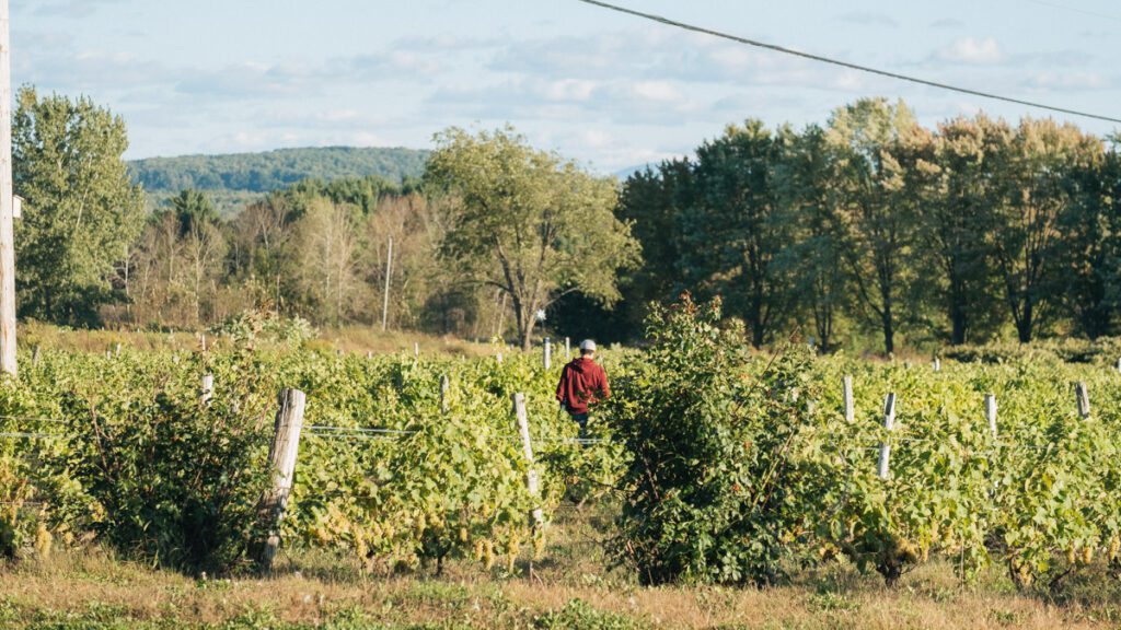 Domaine Du Ridge, a vineyard to visit in the Eastern Townships