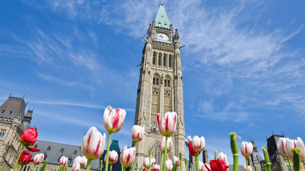 Parliament building in Ottawa, with the tulips