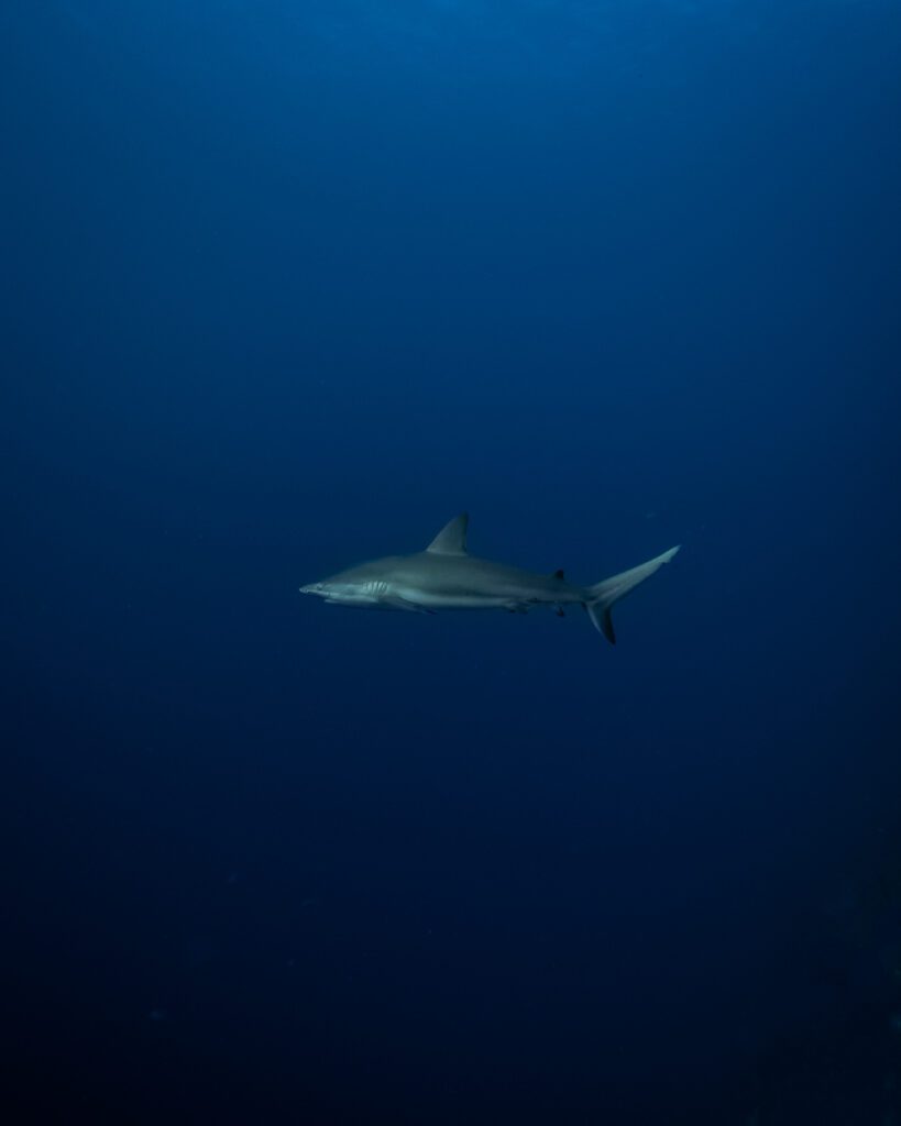 Shark sighting when diving at Huracan dive lodge