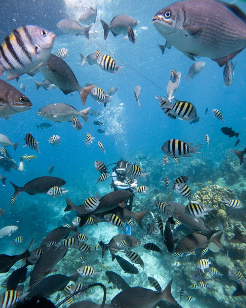 The Aquarium diving in Lighthouse Reef