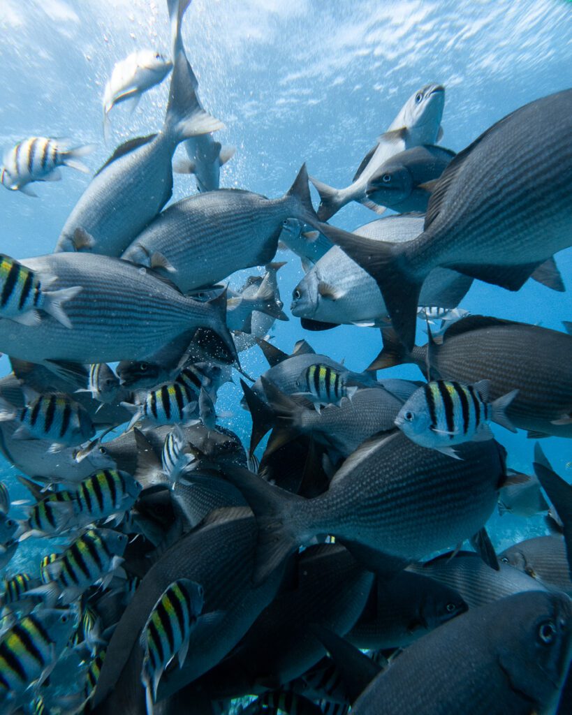 Fish sighting when diving at Huracan dive lodge