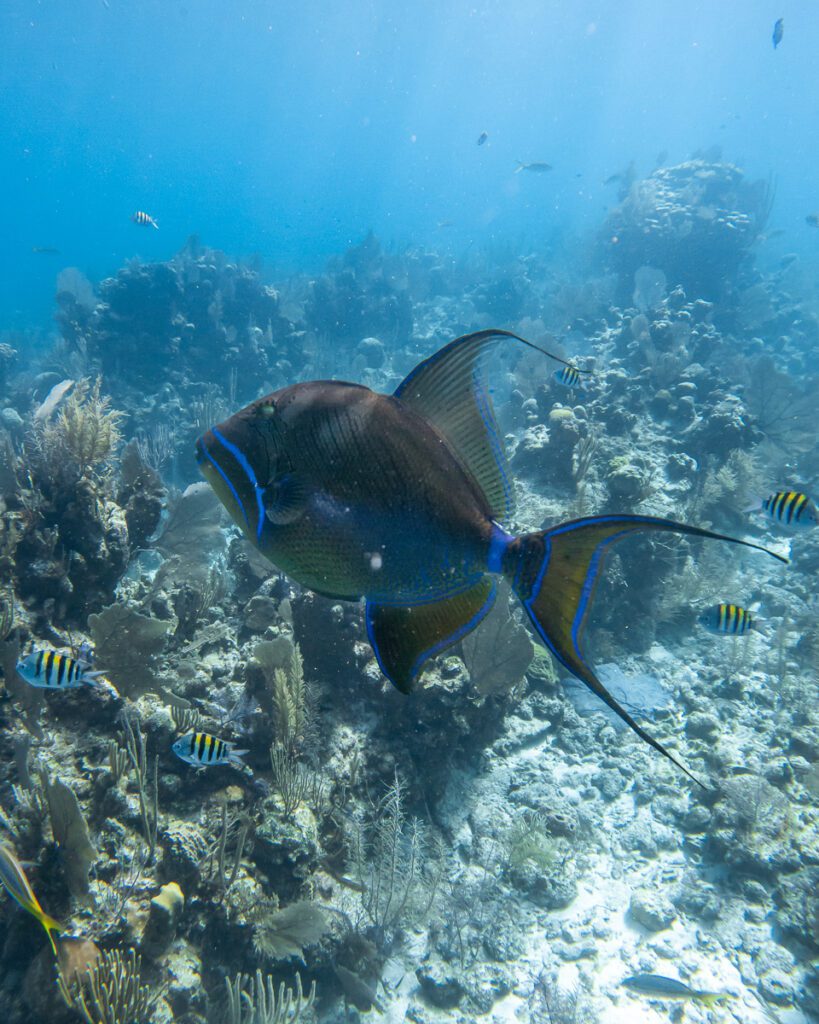 Angelfish scuba diving at LIghthouse reef
