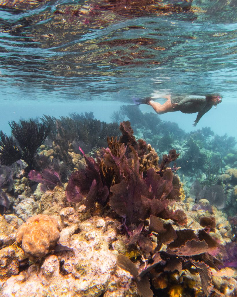 Snorkeling in Belize with Island Expeditions. Discount code for Island Expeditions