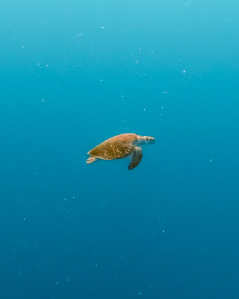 Turtle sighting while scuba diving in Belize, on Glover's Reef