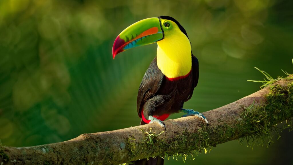 Keel Billed Toucan, birding, one of the best things to do in Belize