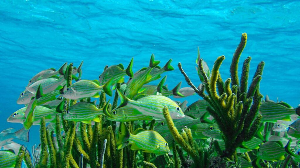 Snorkeling the barrier reef in Belize, best things to do in belize