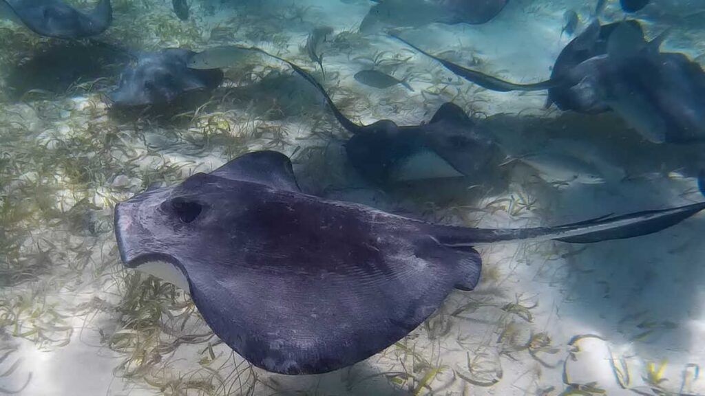 Stingrays in Caye Caulker - Best things to do in Belize