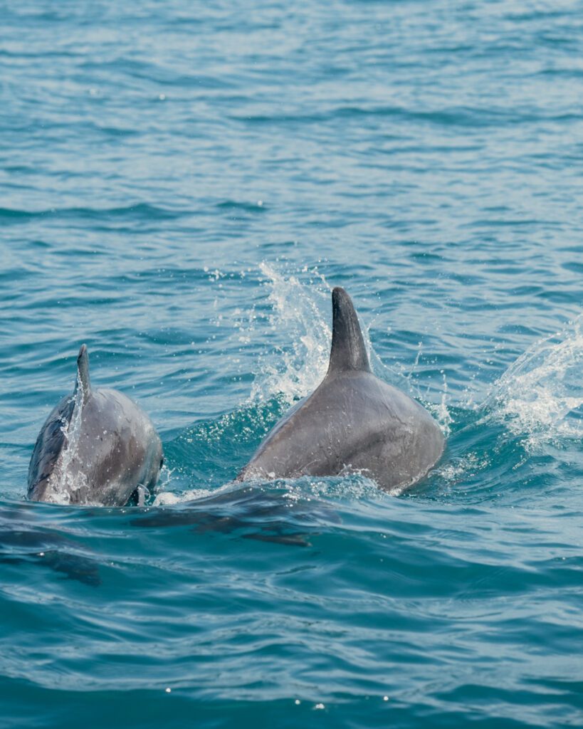 Dolphins in Manzanillo - Costa Rica one week itinerary
