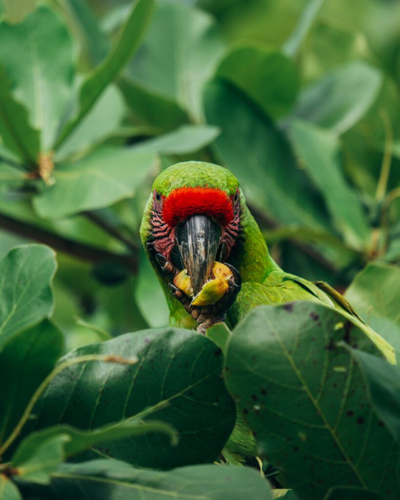 Macaw in Manzanillo - Costa Rica one week itinerary