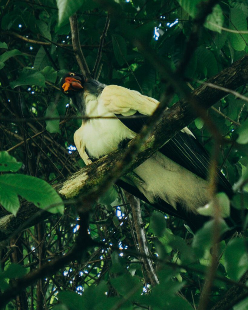 King vulture in Corcovado
