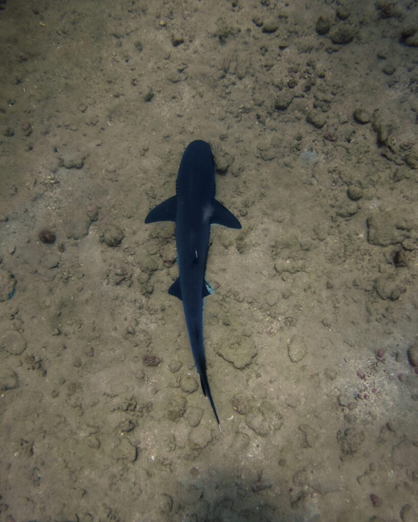Shark at Cano Island