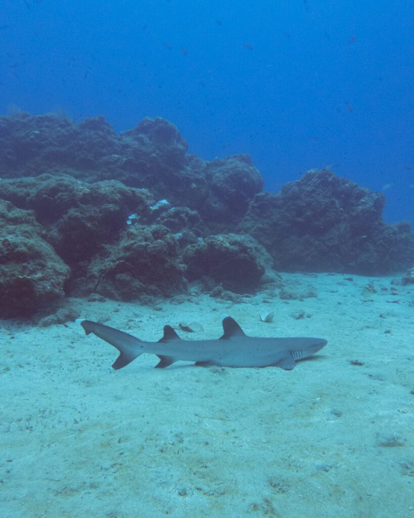 Shark at Cano island