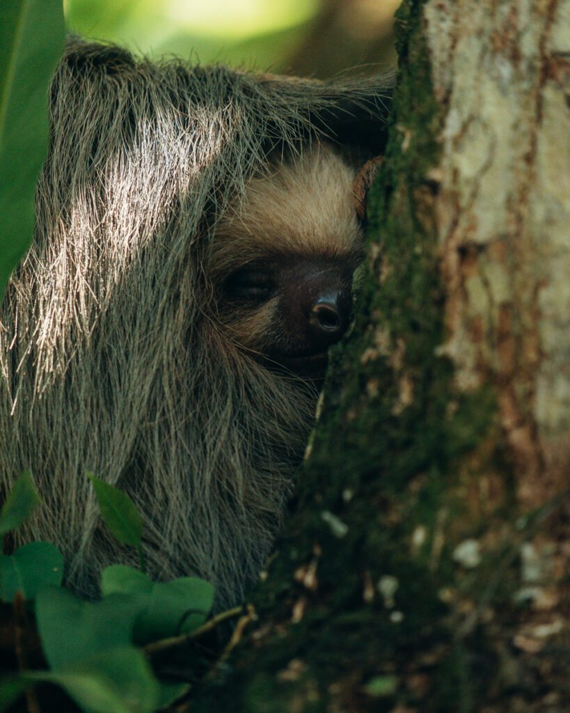 Sloth - Costa Rica Itinerary