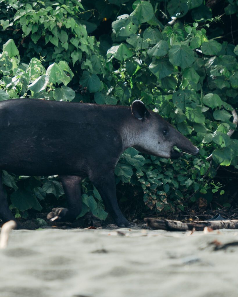 Tapir at Corcovado national park - one week in Costa Rica