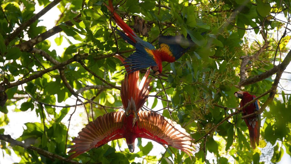 Macaws in Carara national park