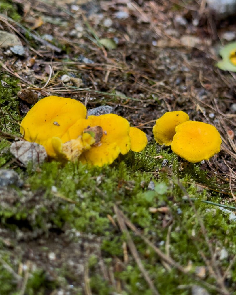 Best things to do in Charlevoix. Foret Gourmande chanterelle mushrooms