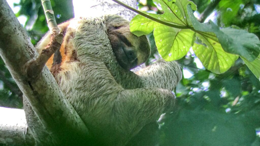 Sloth in Manuel Antonio National Park