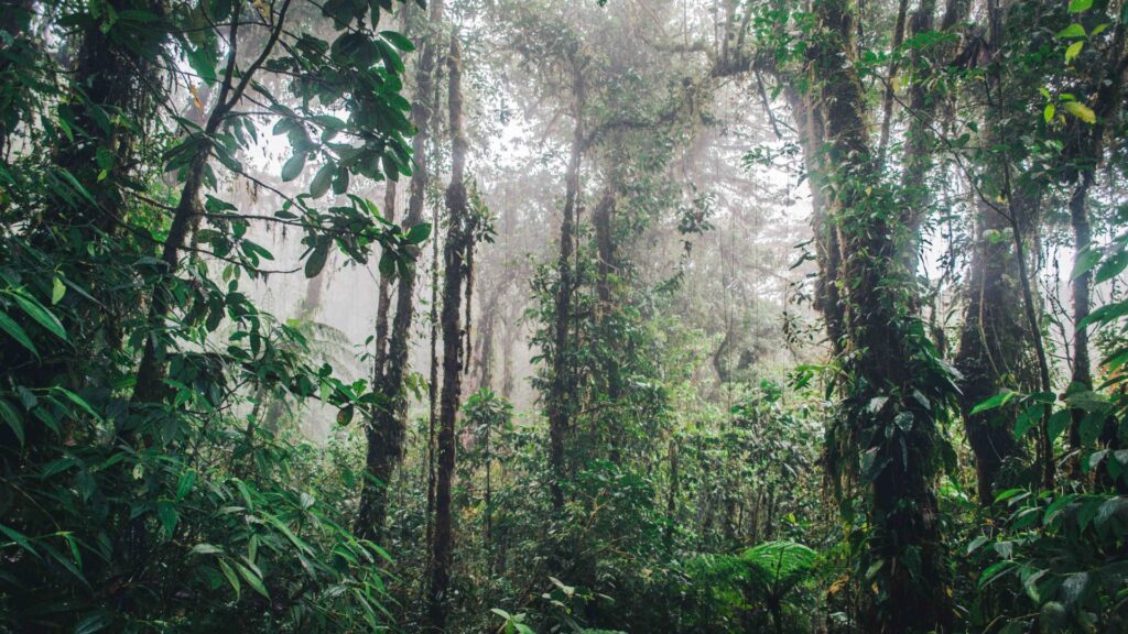 Santa Elena Cloud Forest reserve in Costa Rica