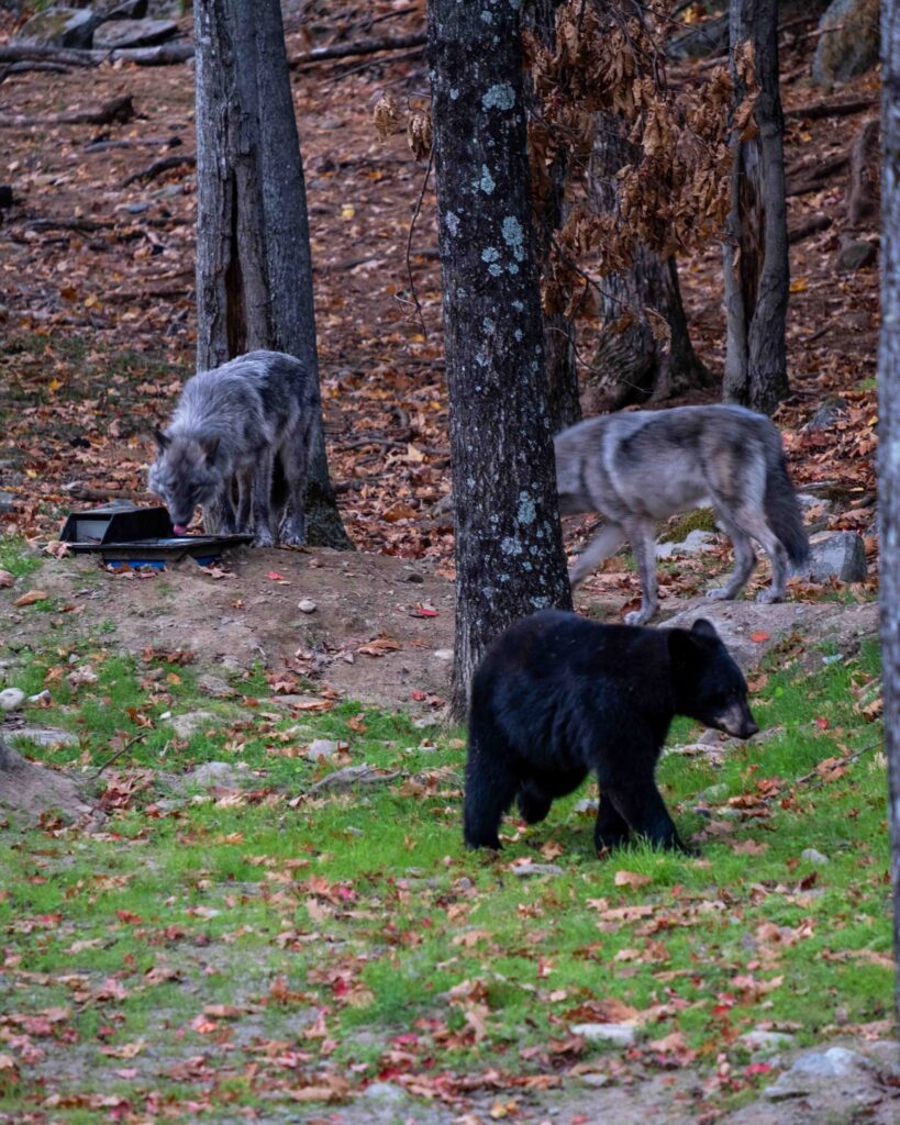 Bears and wolves at the new suites in Parc Omega