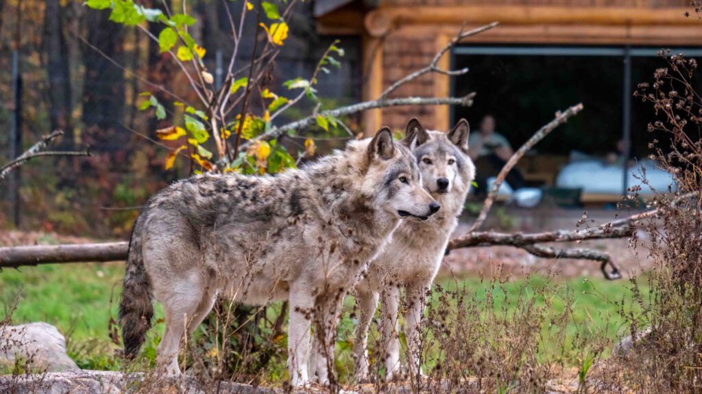 Wolves at the lodges at Parc Omega. One of the best places to stay in Quebec