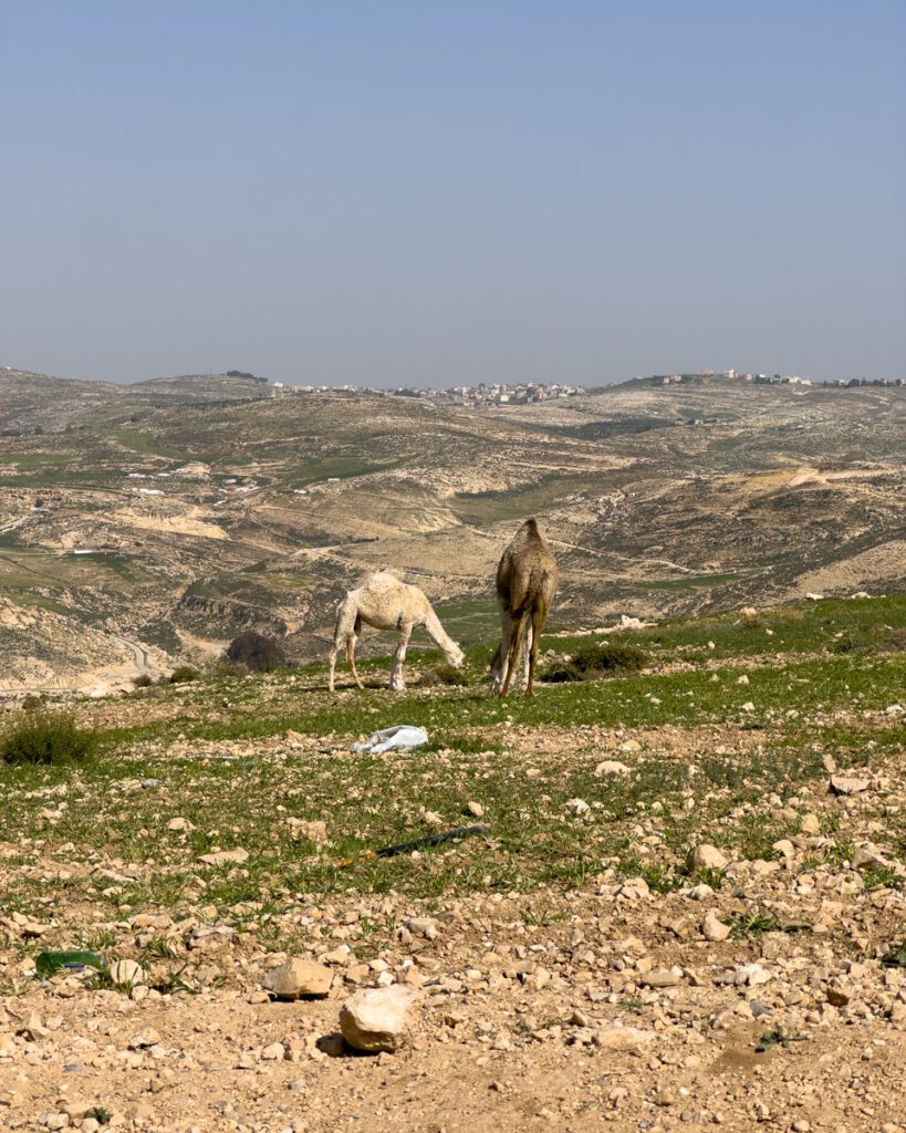 Camels on the road in Jordan