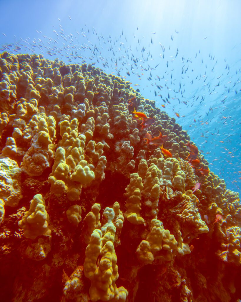 Scuba diving in Jordan Red Sea. Scuba diving in Aqaba. Things to do in Aqaba. Jordan itinerary