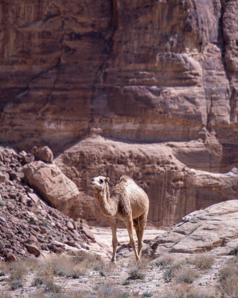 Camel in Wadi Rum. Jeep tour in Wadi Rum. Bedouin tour in Wadi Rum
