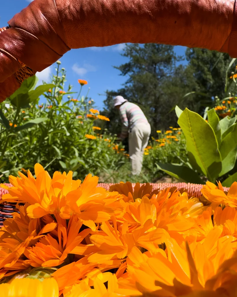 Picking flowers at Herboristerie la Fée de Bois. Part of Route 148 for Quebec road trips in the Outaouais