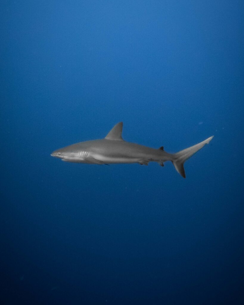 Portfolio Wediditourway Scuba_1