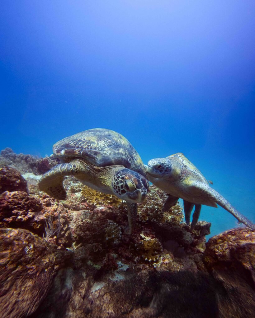 Portfolio Wediditourway Scuba_2